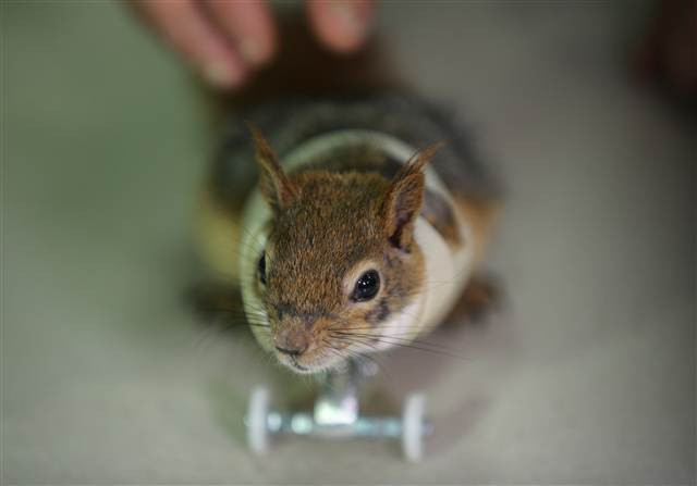 Karamel bir ilk oldu, alışmaya çalışıyor...