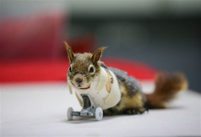 Karamel bir ilk oldu, alışmaya çalışıyor...