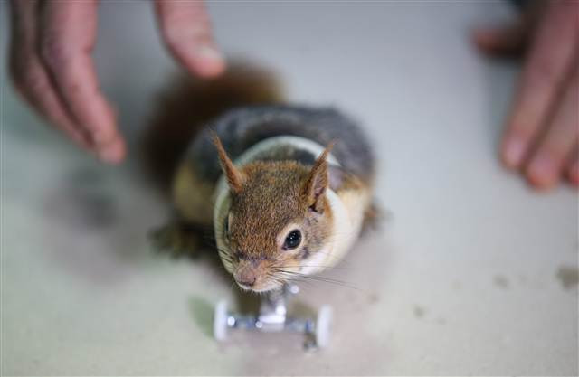 Karamel bir ilk oldu, alışmaya çalışıyor...