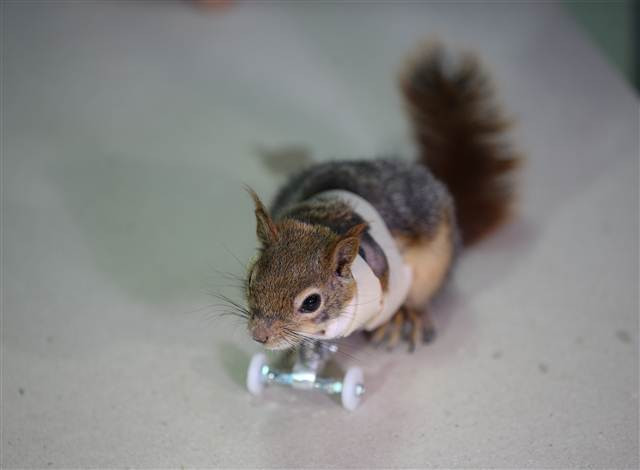 Karamel bir ilk oldu, alışmaya çalışıyor...