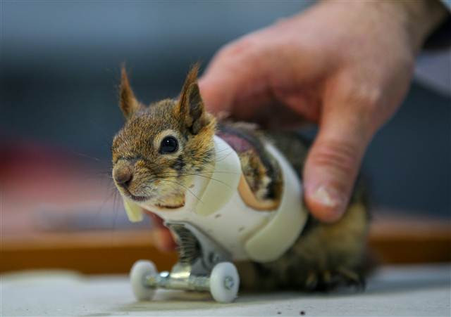 Karamel bir ilk oldu, alışmaya çalışıyor...