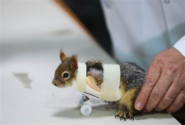 Karamel bir ilk oldu, alışmaya çalışıyor...