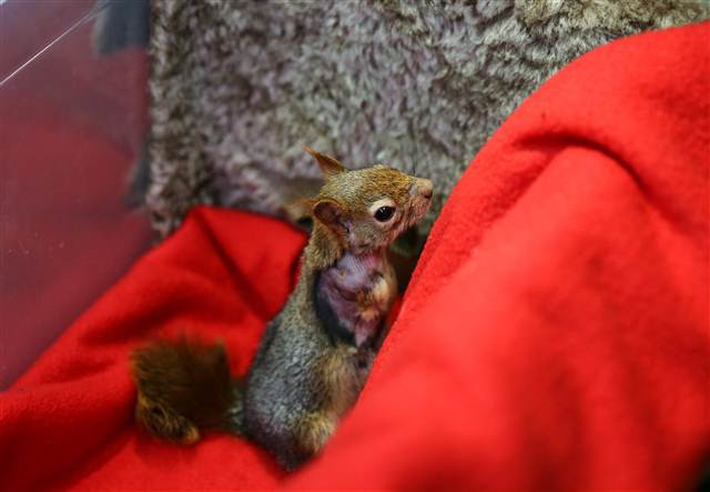Karamel bir ilk oldu, alışmaya çalışıyor...