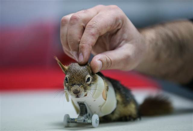 Karamel bir ilk oldu, alışmaya çalışıyor...