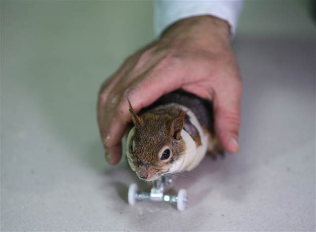 Karamel bir ilk oldu, alışmaya çalışıyor...