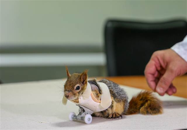 Karamel bir ilk oldu, alışmaya çalışıyor...