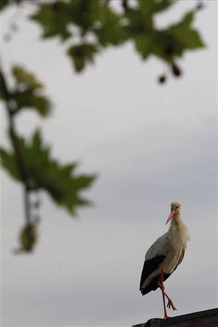 Havalar ısındı Gölyazı canlandı
