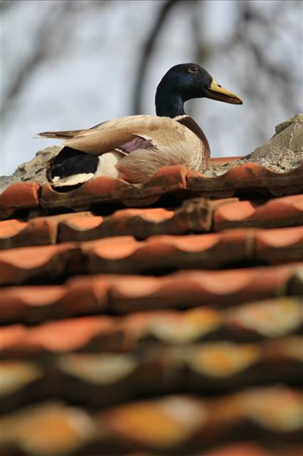 Havalar ısındı Gölyazı canlandı
