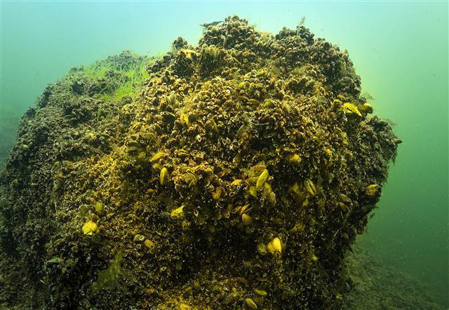 Bafa Gölünü görüntüledi ‘Bu kadarını hayal bile edemezdim’