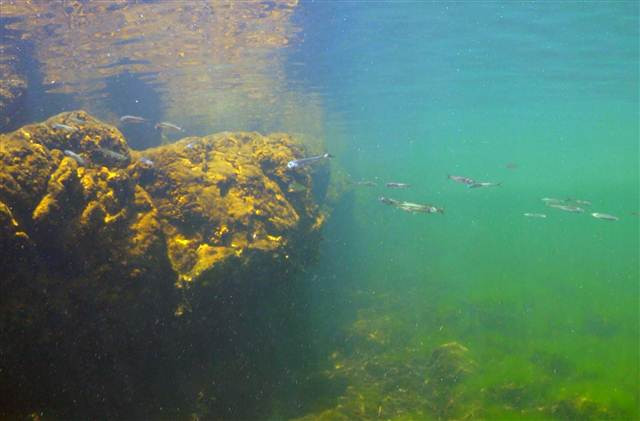 Bafa Gölünü görüntüledi ‘Bu kadarını hayal bile edemezdim’