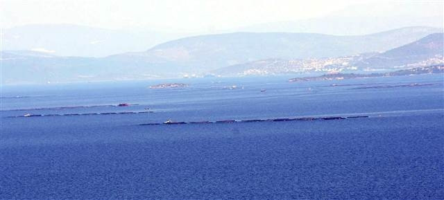 Cennet koyu kirleten balık çiftliklerinin ’şirket’ kurnazlığı Cennet koyu kirleten balık çiftliklerinin ’şirket’ kurnazlığı
