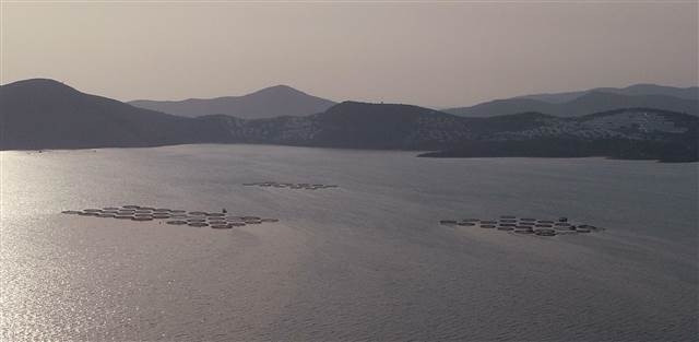 Cennet koyu kirleten balık çiftliklerinin ’şirket’ kurnazlığı Cennet koyu kirleten balık çiftliklerinin ’şirket’ kurnazlığı