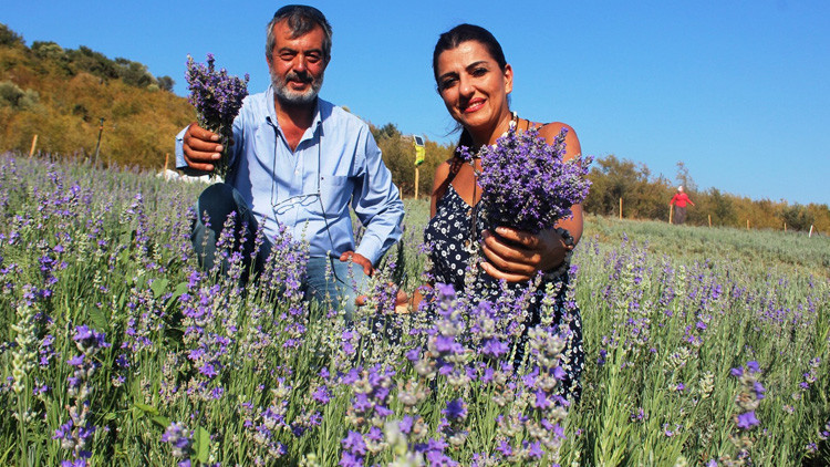 Hobi olarak başladı: 100 Euroya lavanta yağı satıyor