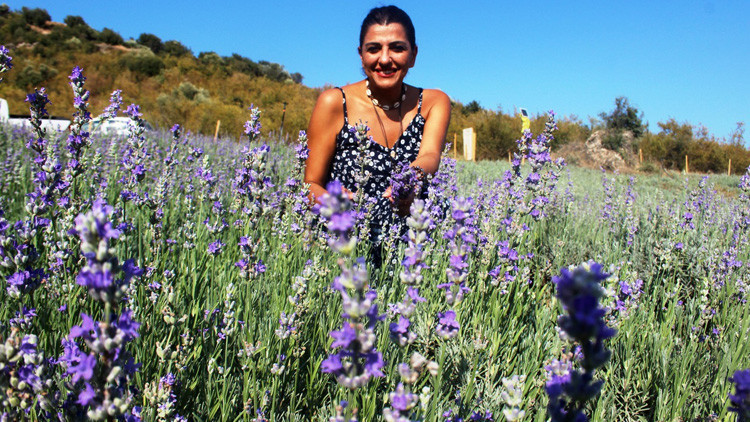 Hobi olarak başladı: 100 Euroya lavanta yağı satıyor