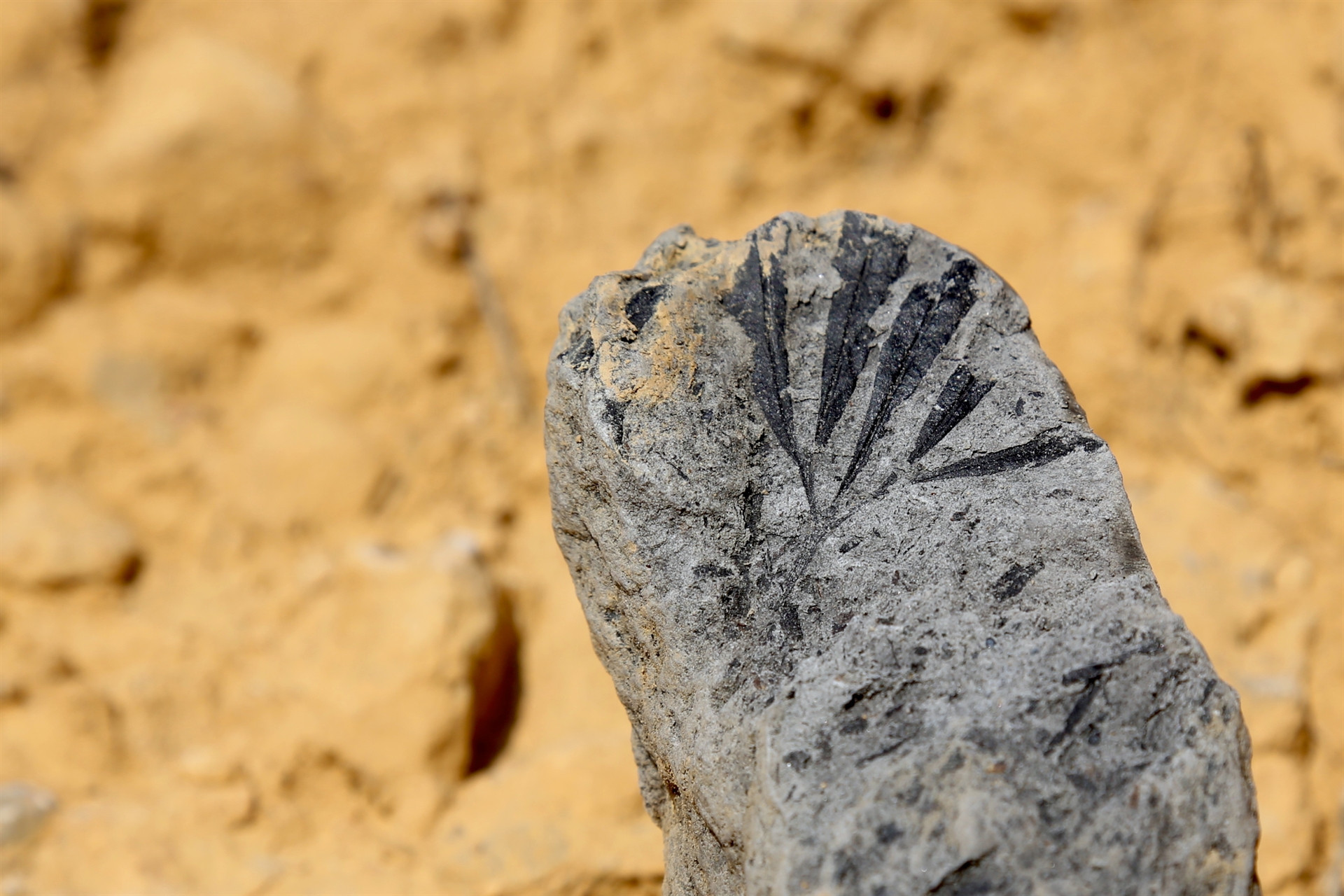 Türkiyede ilk kez tespit edildi İnceleniyor...