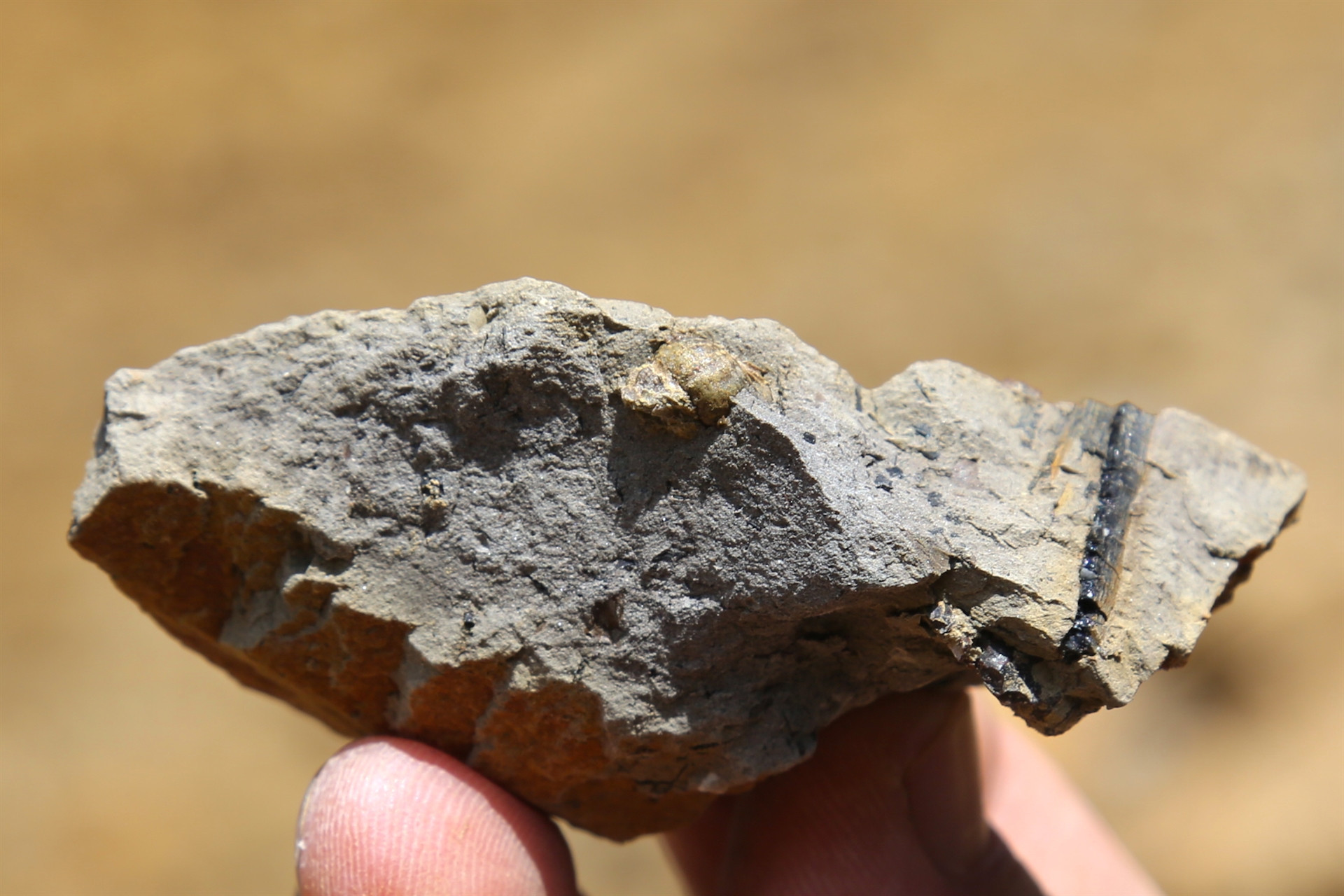 Türkiyede ilk kez tespit edildi İnceleniyor...