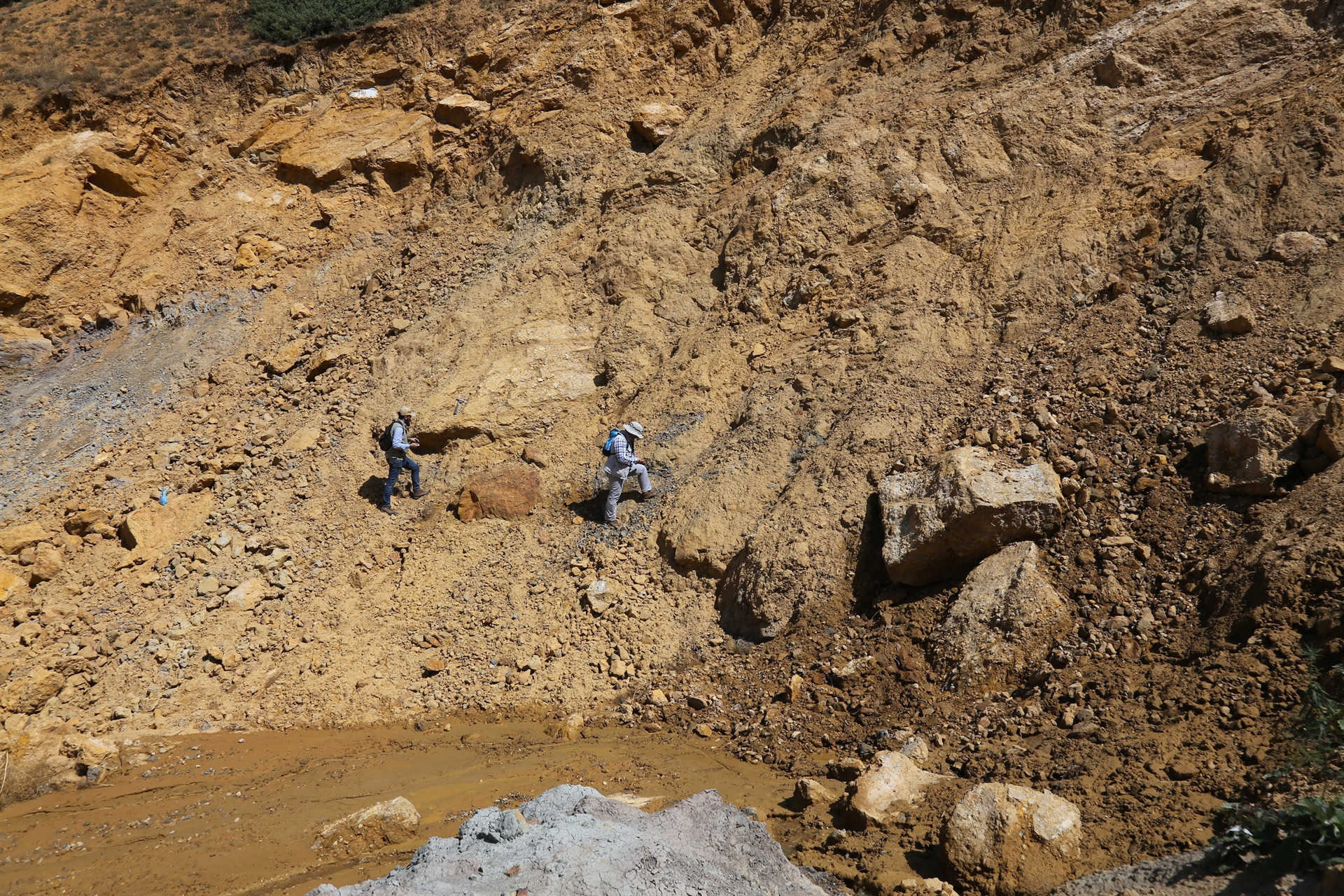 Türkiyede ilk kez tespit edildi İnceleniyor...