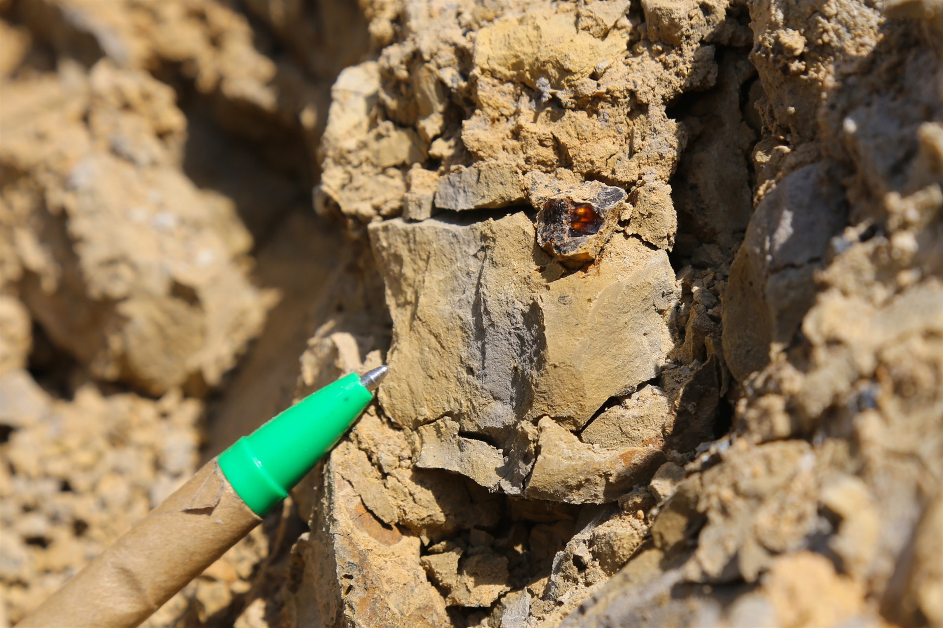 Türkiyede ilk kez tespit edildi İnceleniyor...