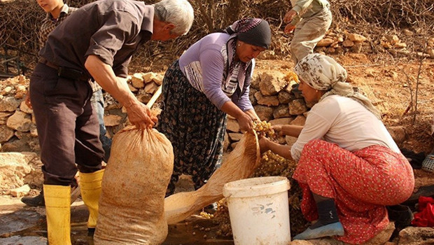 Diyarbakır ve Mardin köylerinde bağ bozumu