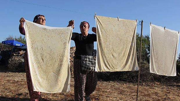 Diyarbakır ve Mardin köylerinde bağ bozumu