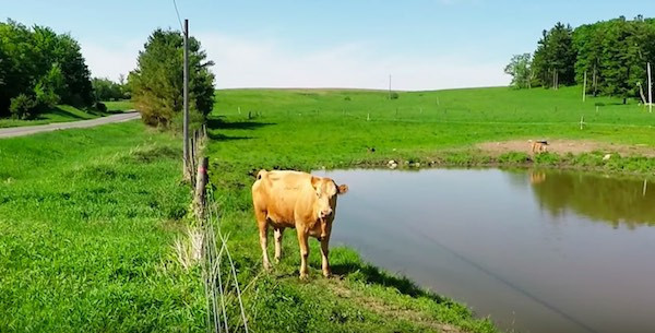 İneğin tuhaf hareketlerini gördü, yakından bakınca inanamadı İneğin tuhaf hareketlerini gördü, yakından bakınca inanamadı