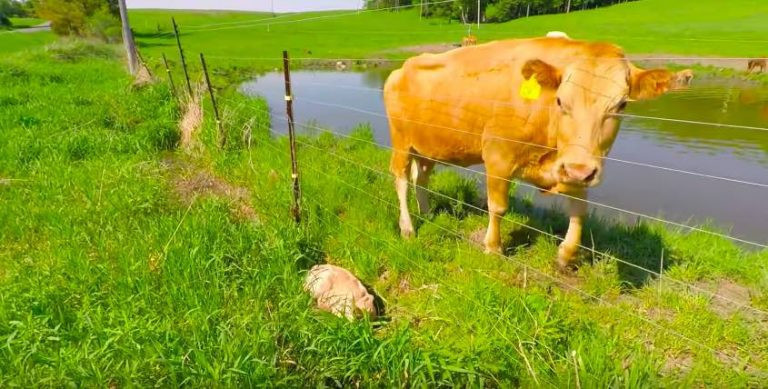 İneğin tuhaf hareketlerini gördü, yakından bakınca inanamadı İneğin tuhaf hareketlerini gördü, yakından bakınca inanamadı