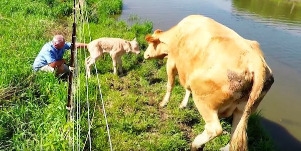 İneğin tuhaf hareketlerini gördü, yakından bakınca inanamadı İneğin tuhaf hareketlerini gördü, yakından bakınca inanamadı
