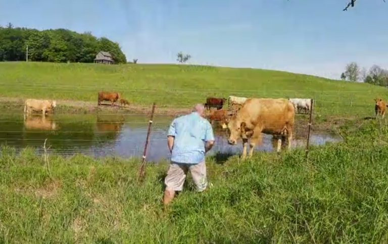 İneğin tuhaf hareketlerini gördü, yakından bakınca inanamadı İneğin tuhaf hareketlerini gördü, yakından bakınca inanamadı
