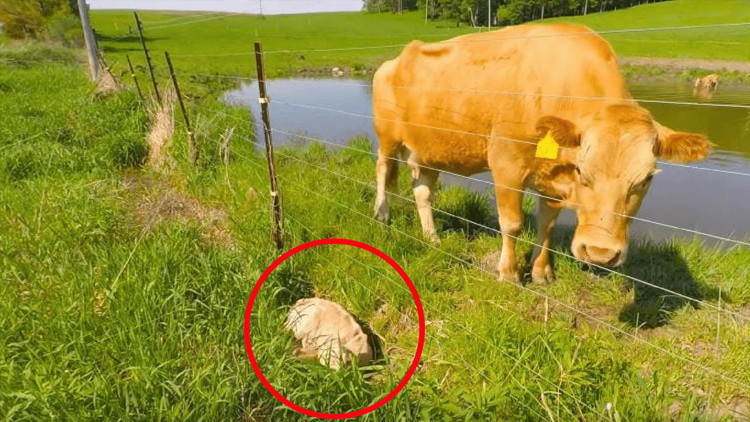İneğin tuhaf hareketlerini gördü, yakından bakınca inanamadı İneğin tuhaf hareketlerini gördü, yakından bakınca inanamadı