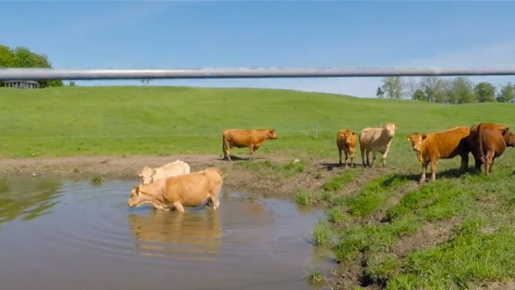 İneğin tuhaf hareketlerini gördü, yakından bakınca inanamadı İneğin tuhaf hareketlerini gördü, yakından bakınca inanamadı