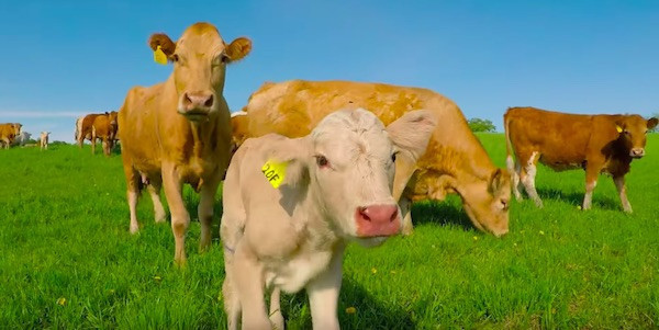 İneğin tuhaf hareketlerini gördü, yakından bakınca inanamadı İneğin tuhaf hareketlerini gördü, yakından bakınca inanamadı