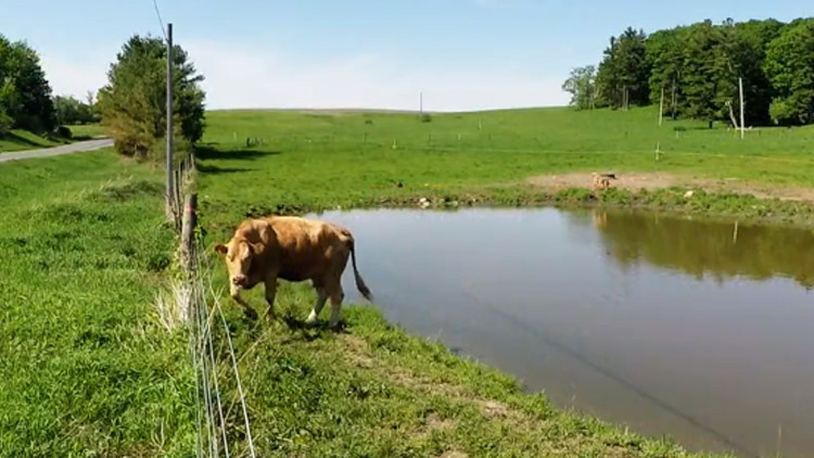 İneğin tuhaf hareketlerini gördü, yakından bakınca inanamadı İneğin tuhaf hareketlerini gördü, yakından bakınca inanamadı