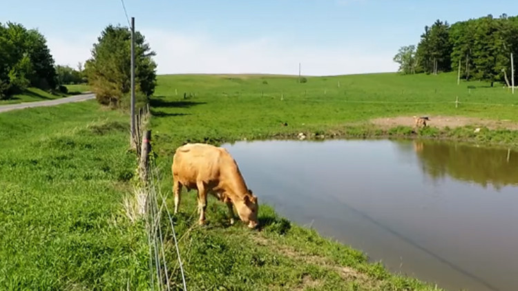 İneğin tuhaf hareketlerini gördü, yakından bakınca inanamadı İneğin tuhaf hareketlerini gördü, yakından bakınca inanamadı