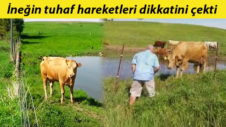 İneğin tuhaf hareketlerini gördü, yakından bakınca inanamadı İneğin tuhaf hareketlerini gördü, yakından bakınca inanamadı