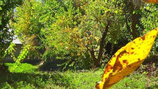 Üzümün bağdan şıraya lezzetli yolculuğu Üzümün bağdan şıraya lezzetli yolculuğu