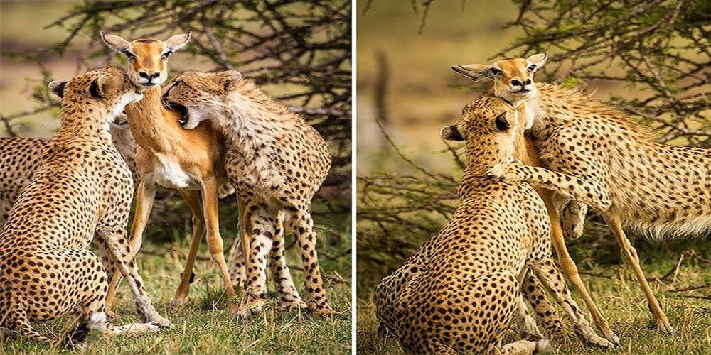 Gerçek olmadığı ortaya çıkan fotoğraf kareleri