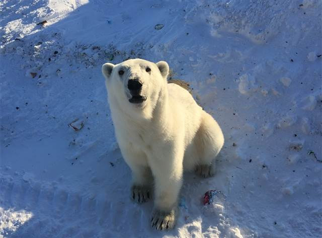 Kırmızı alarm Her yeri istila ettiler...