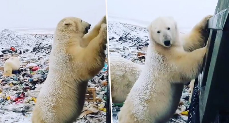 Kırmızı alarm Her yeri istila ettiler...