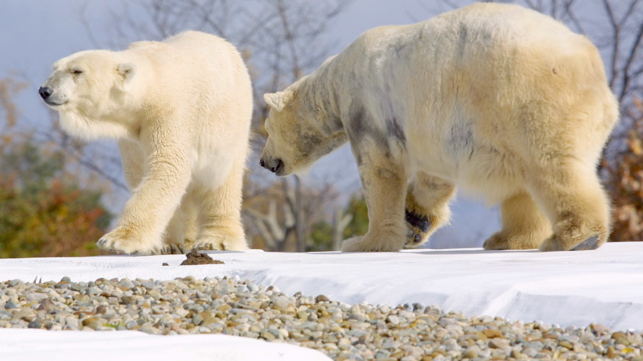 Kırmızı alarm Her yeri istila ettiler...