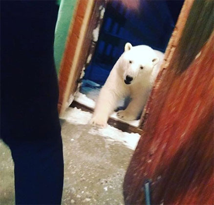 Kırmızı alarm Her yeri istila ettiler...