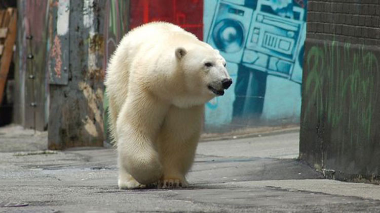 Kırmızı alarm Her yeri istila ettiler...