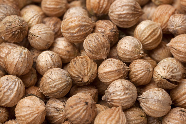 Maydanoza benziyor ama değil Kişnişin faydaları neler