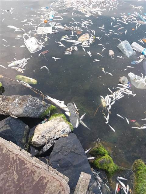 Küçükçekmece Gölünde tedirgin eden balık ölümleri