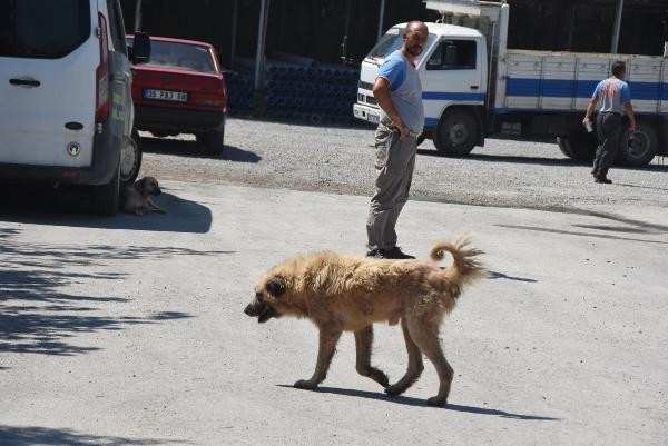 İzmirde palet fabrikasında yangın