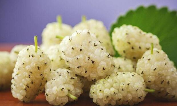 Halsizliğe karşı dut tüketin