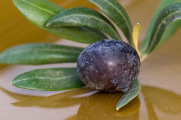 Zeytin yaprağı kalbi koruyor