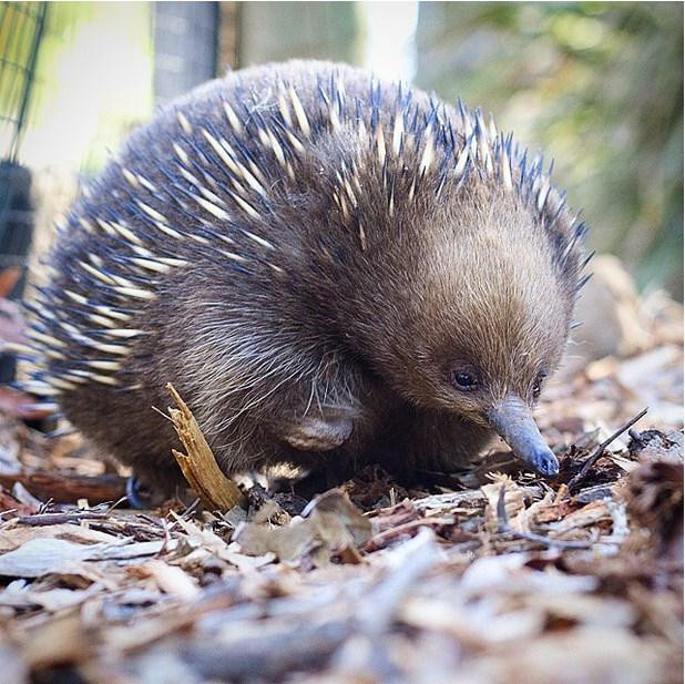 40 Fotoğrafla Tazmanya