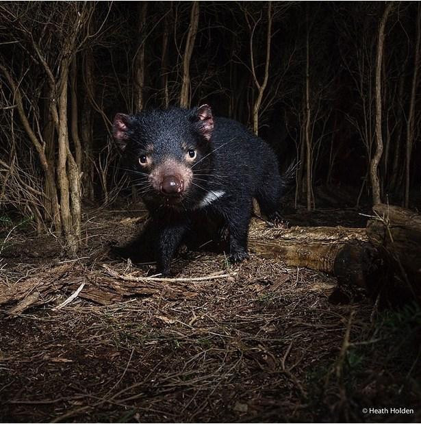 40 Fotoğrafla Tazmanya