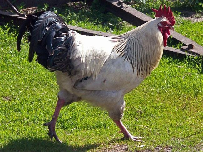 Horoz Horoz