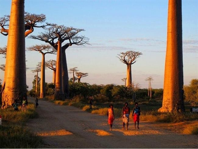 Madagaskarda Baobab Caddesi